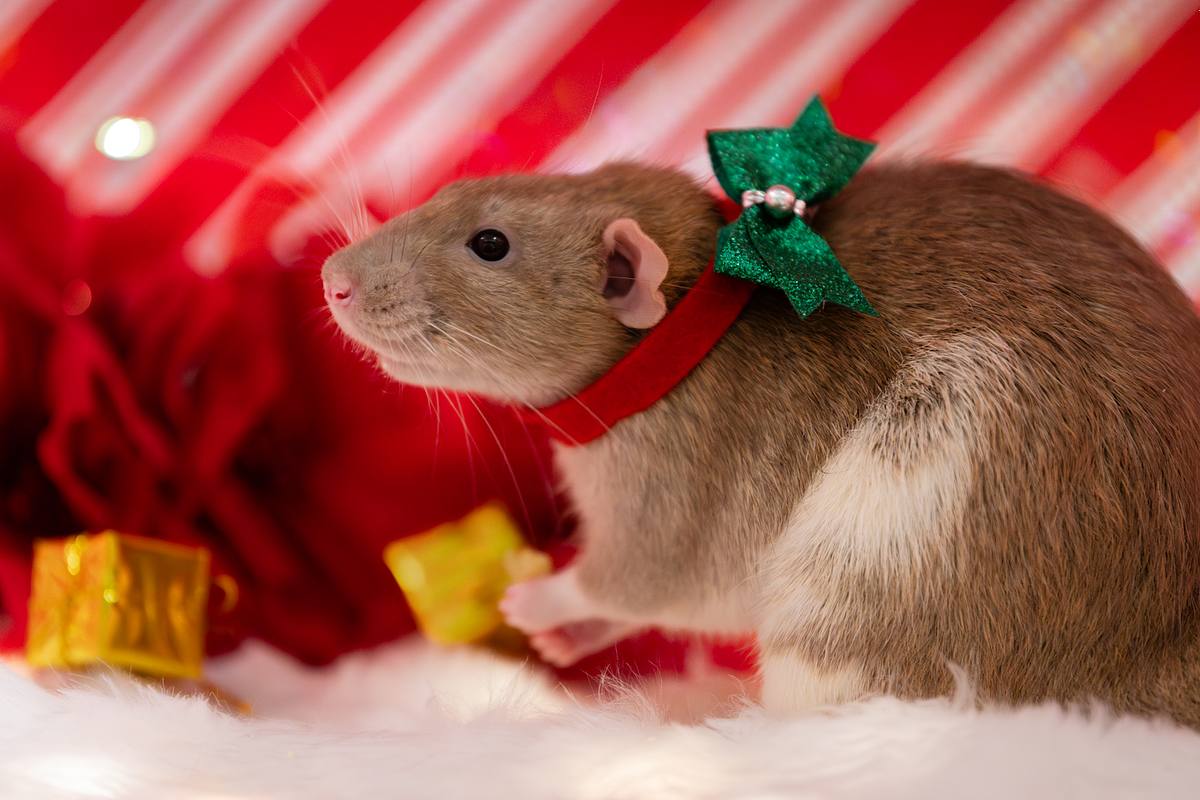 Pet rat wearing a green bow around its neck at Christmas.