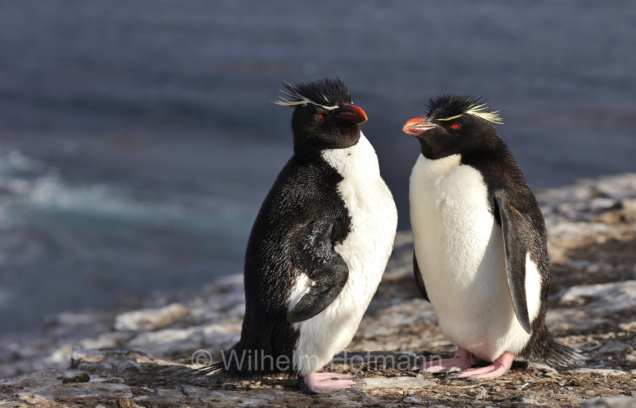 western rockhopper penguin, Felsenpinguin, pinguino saltarocce, Eudyptes chrysocome, Bleaker Island, Isla María, Falkland Islands, Falklandinseln, Isole Falkland