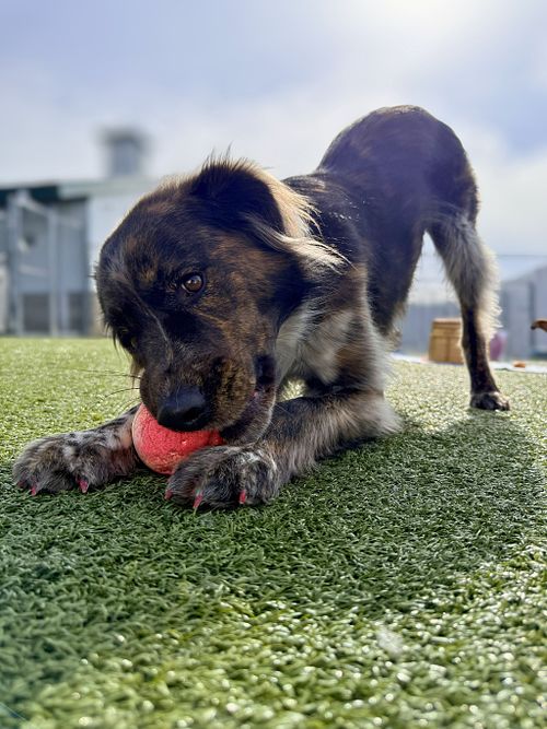 Play Bow Toy Time