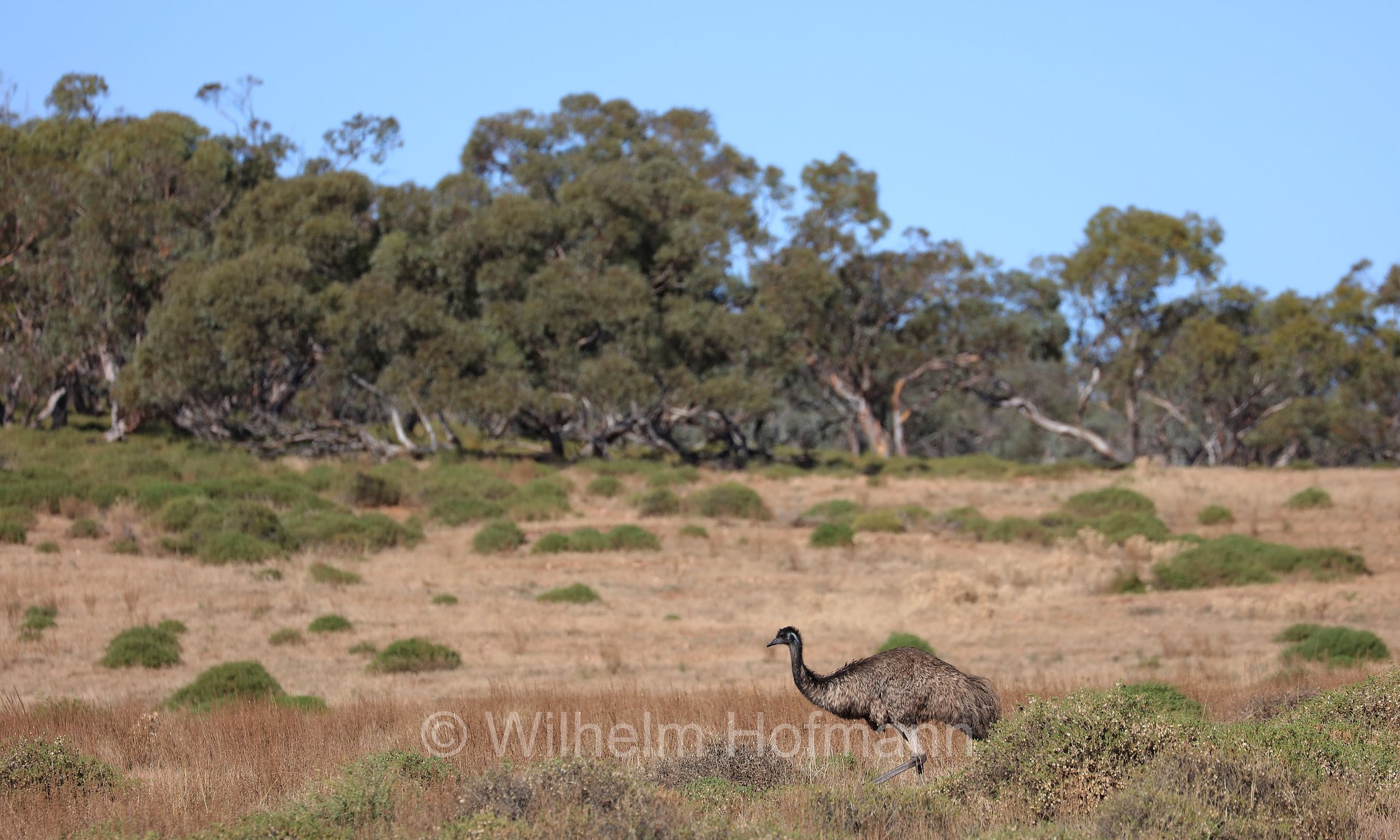 emu, Großer Emu, emù, Dromaius novaehollandiae, Arkaroo Rock Road, Ikara–Flinders Ranges National Park, Ikara-Flinderskette-Nationalpark, parco nazionale Monti Flinders, South Australia, Südaustralien, Australia Meridionale, Australia, Australien