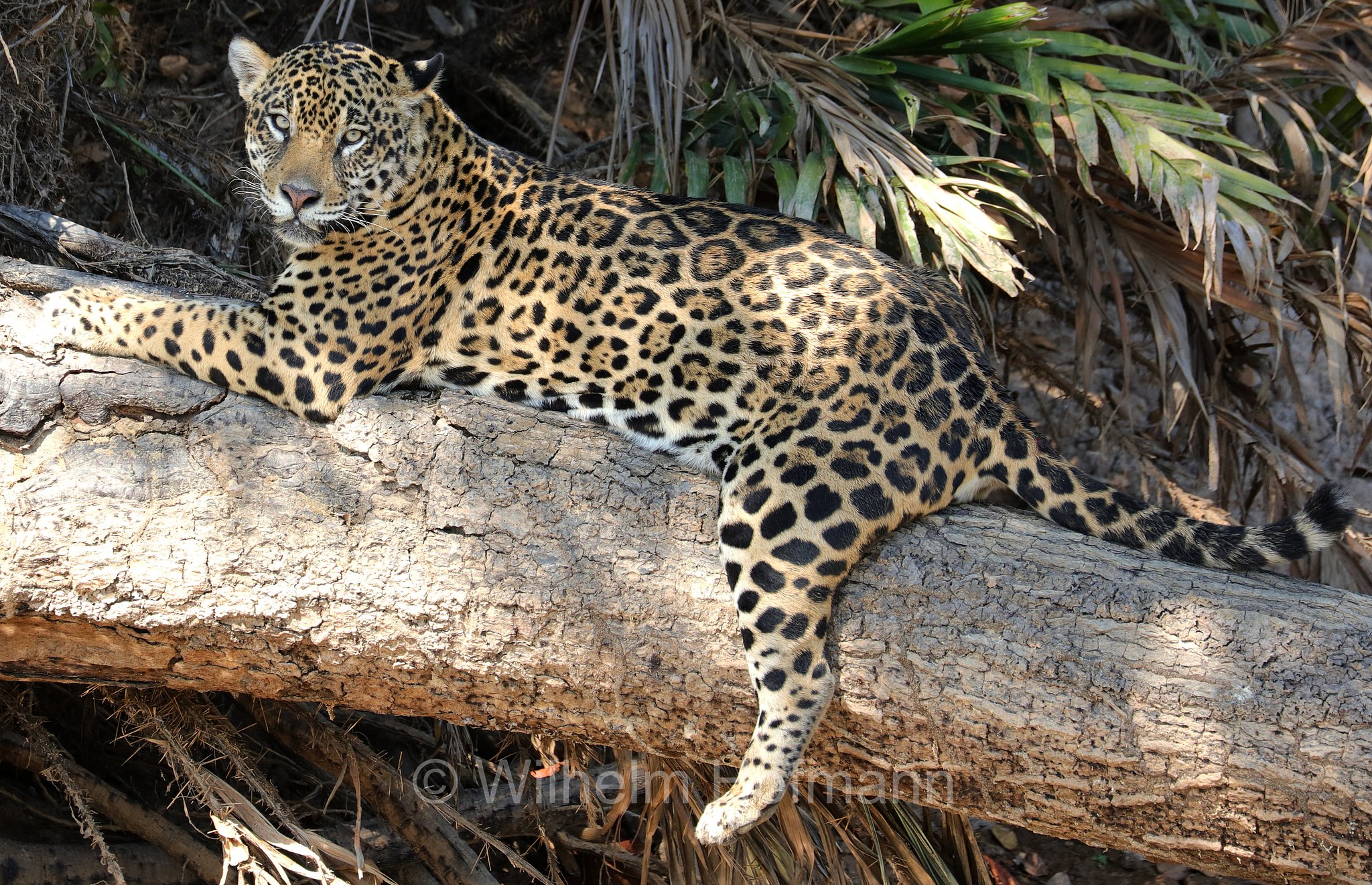 Jaguar, ﻿giaguaro, Panthera onca, Parque Estadual Encontro das Águas, Pantanal, Mato Grosso, Brazil, Brasil, Brasile, Brasilien