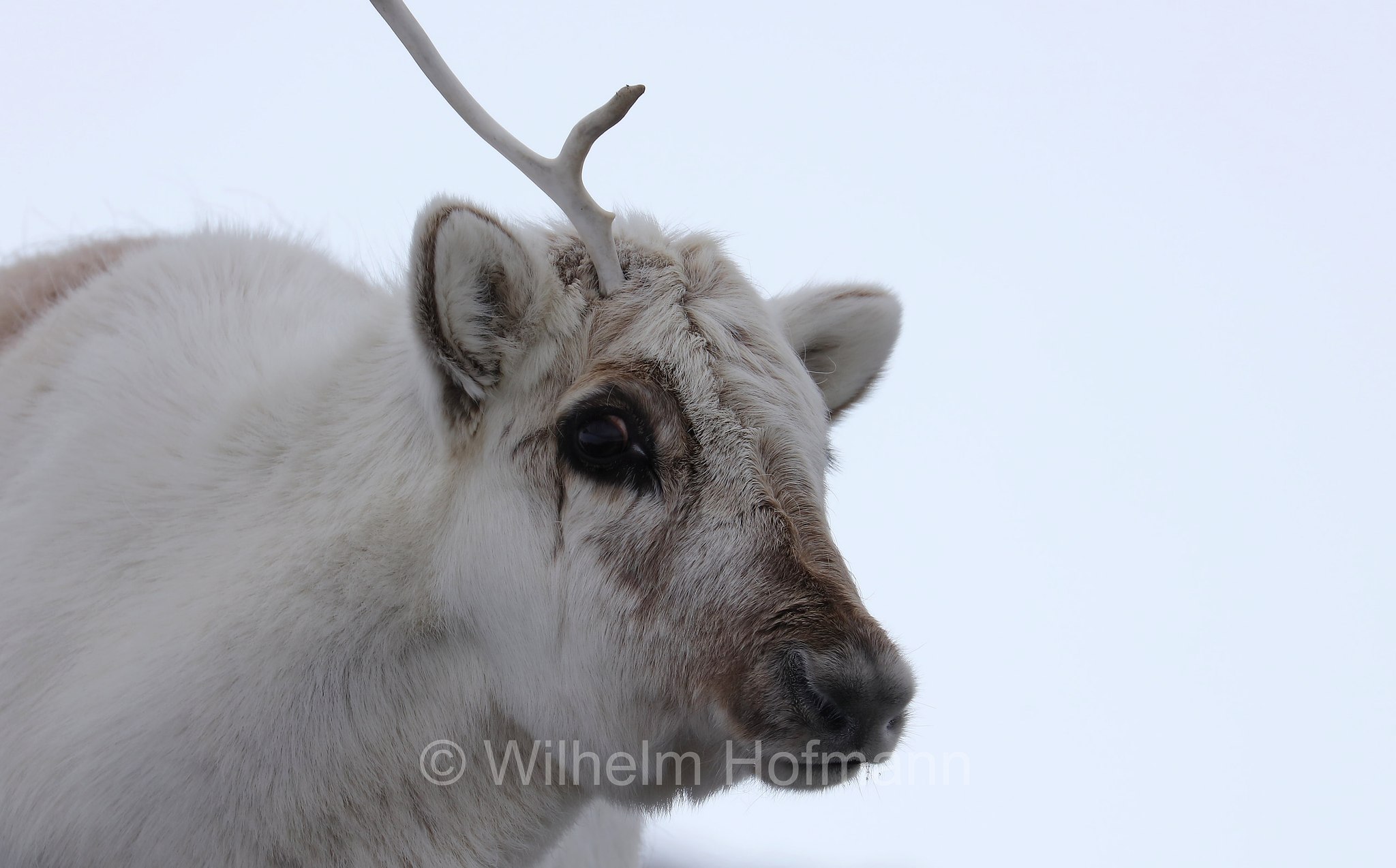 Rangifer tarandus platyrhynchus, Svalbard reindeer, Spitzbergen-Ren, renna delle Svalbard, Trygghamna, Spitsbergen, Svalbard, Spitzbergen, Norway, Norwegen, Norvegia