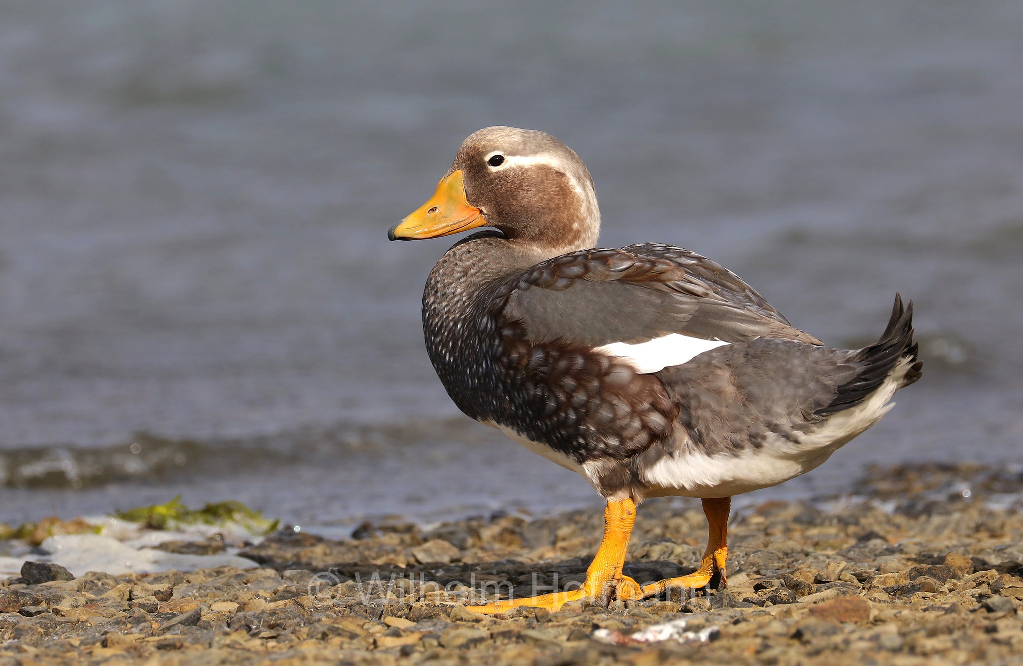 Falkland steamer duck, Falkland-Dampfschiffente, anatra vaporiera delle Falkland, Tachyeres brachypterus, East Falkland, Ostfalkland, Falkland Orientale, Isla Soledad, Falkland Islands, Falklandinseln, Isole Falkland