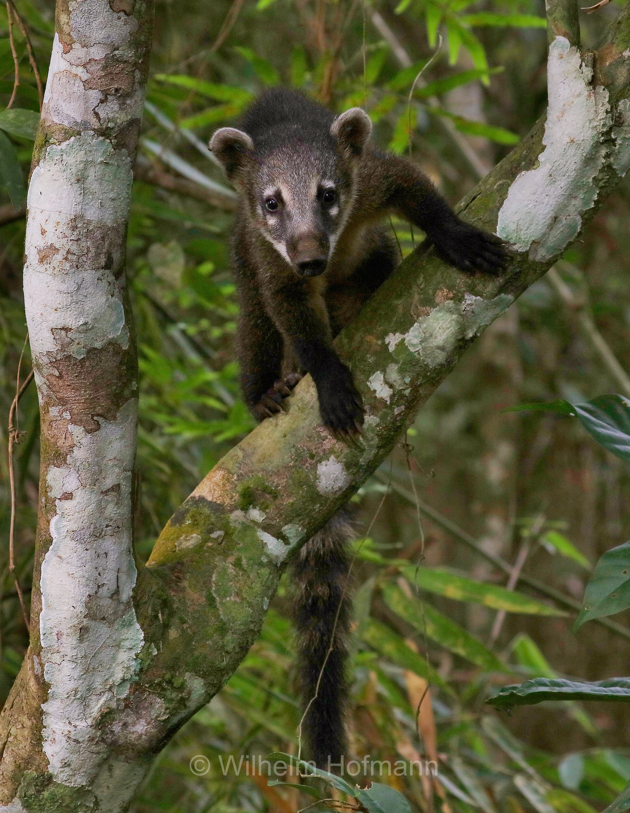 South American coati, ring-tailed coati, brown-nosed coati, Südamerikanischer Nasenbär, coati rosso, nasua rosso, Nasua nasua, Iguazú National Park, Nationalpark Iguazú, Parco nazionale dell'Iguazú, Misiones, Argentina, Argentinien