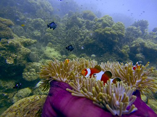 UNDERWATER