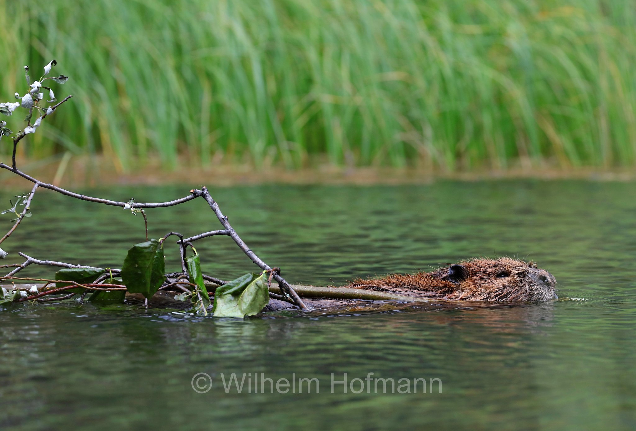 Castor canadensis, North American Beaver, American beaver, Canadian beaver, Kanadische Biber, Amerikanische Biber, castoro americano, Horseshoe Lake, Denali National Park, Denali National Park and Preserve, Denali-Nationalpark, Parco nazionale del Denali, Alaska, USA