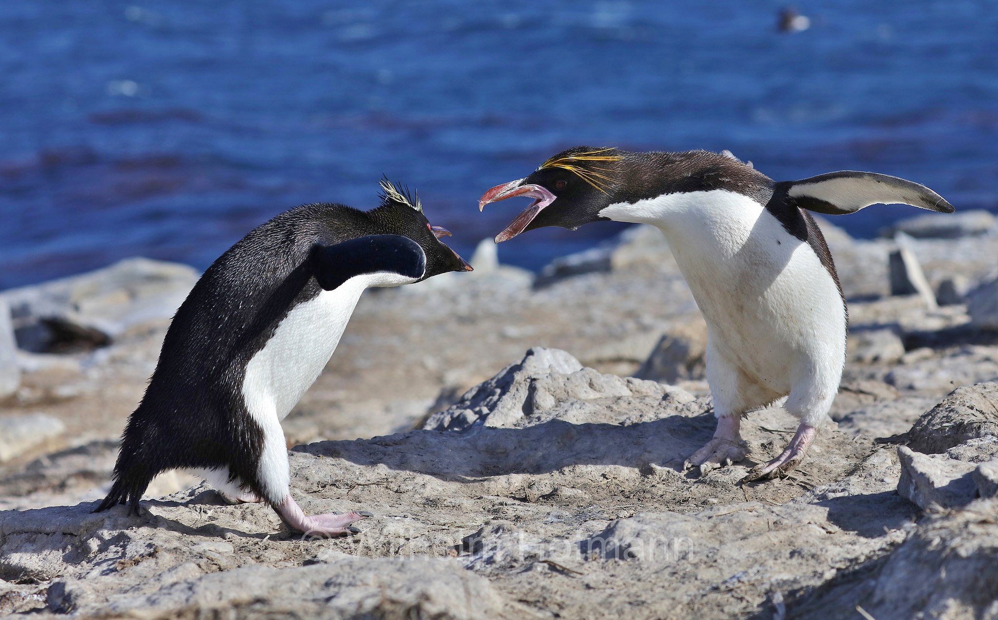 macaroni penguin, Goldschopfpinguin, eudipte ciuffodorato, pinguino fronte dorata, pinguino macaroni, Eudyptes chrysolophus, Sealion Island, Sea Lion Island, Isla de los Leones Marinos, Falkland Islands, Falklandinseln, Isole Falkland