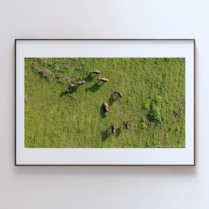 THE ONE - AERIAL PRINTS - "Wild Nature" - LIMITED EDITION 5 of 5