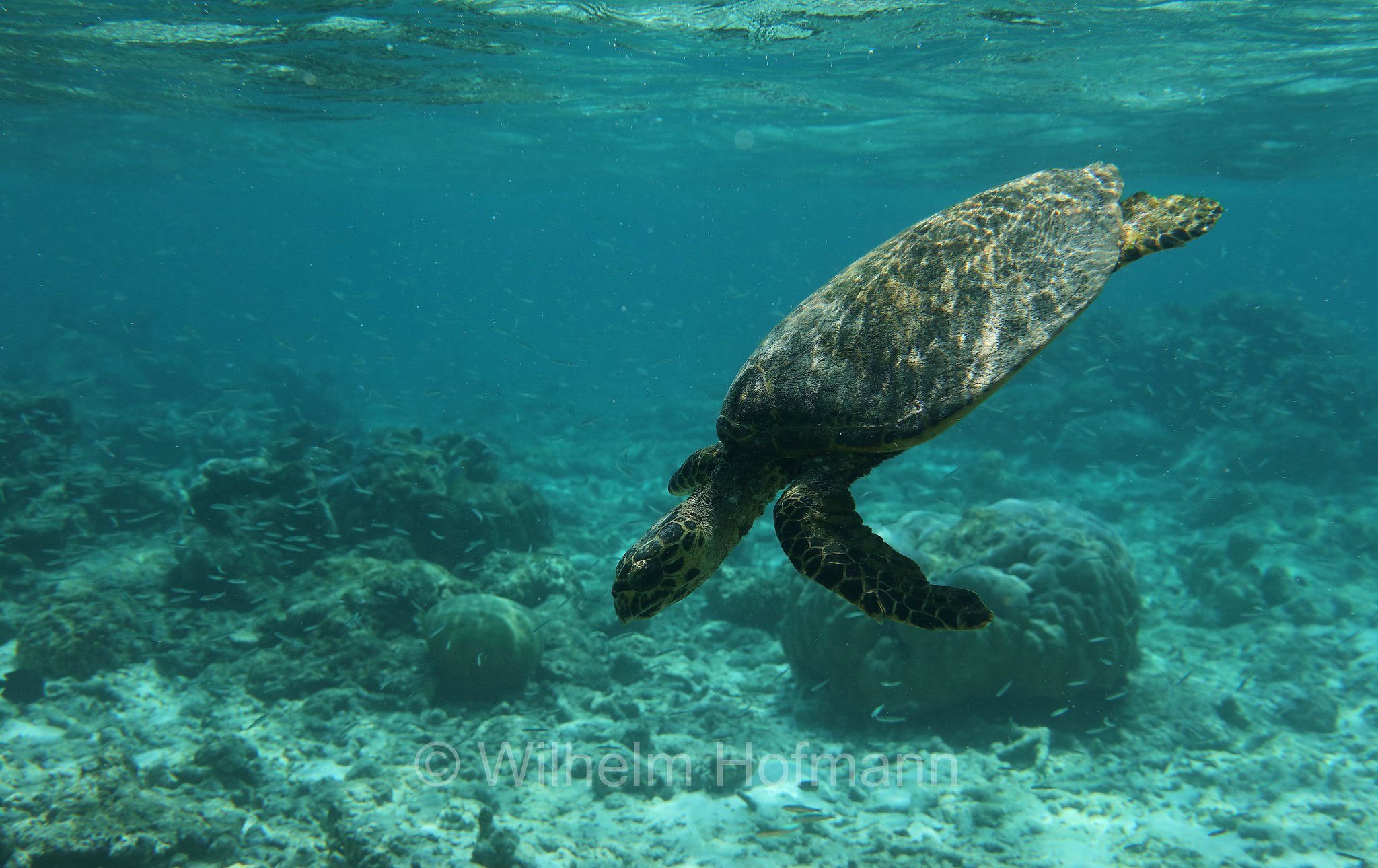 hawksbill sea turtle, Echte Karettschildkröte, tartaruga embricata, Eretmochelys imbricata, Maldives, Malediven, Maledive, Fihalhohi Island Resort