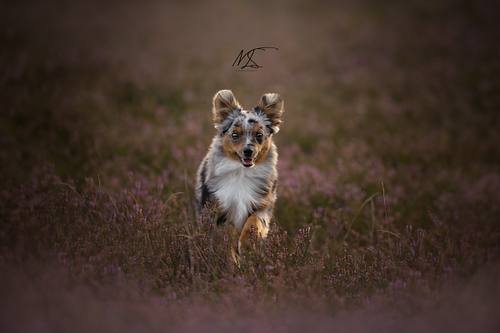 Mini Aussie rent door heideveld