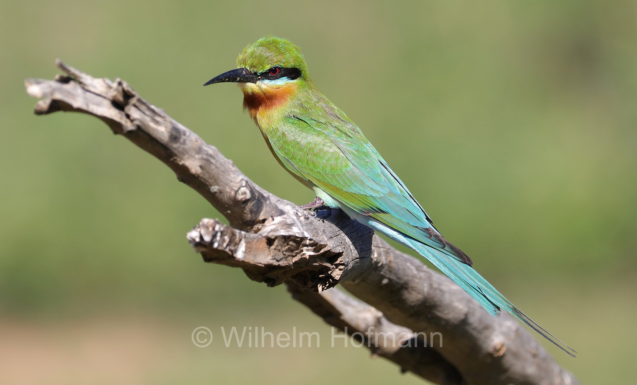 blue-tailed bee-eater, Blauschwanzspint, gruccione codazzurra, Merops philippinus, Sri Lanka, Yala National Park, Yala Nationalpark, Parco nazionale di Yala