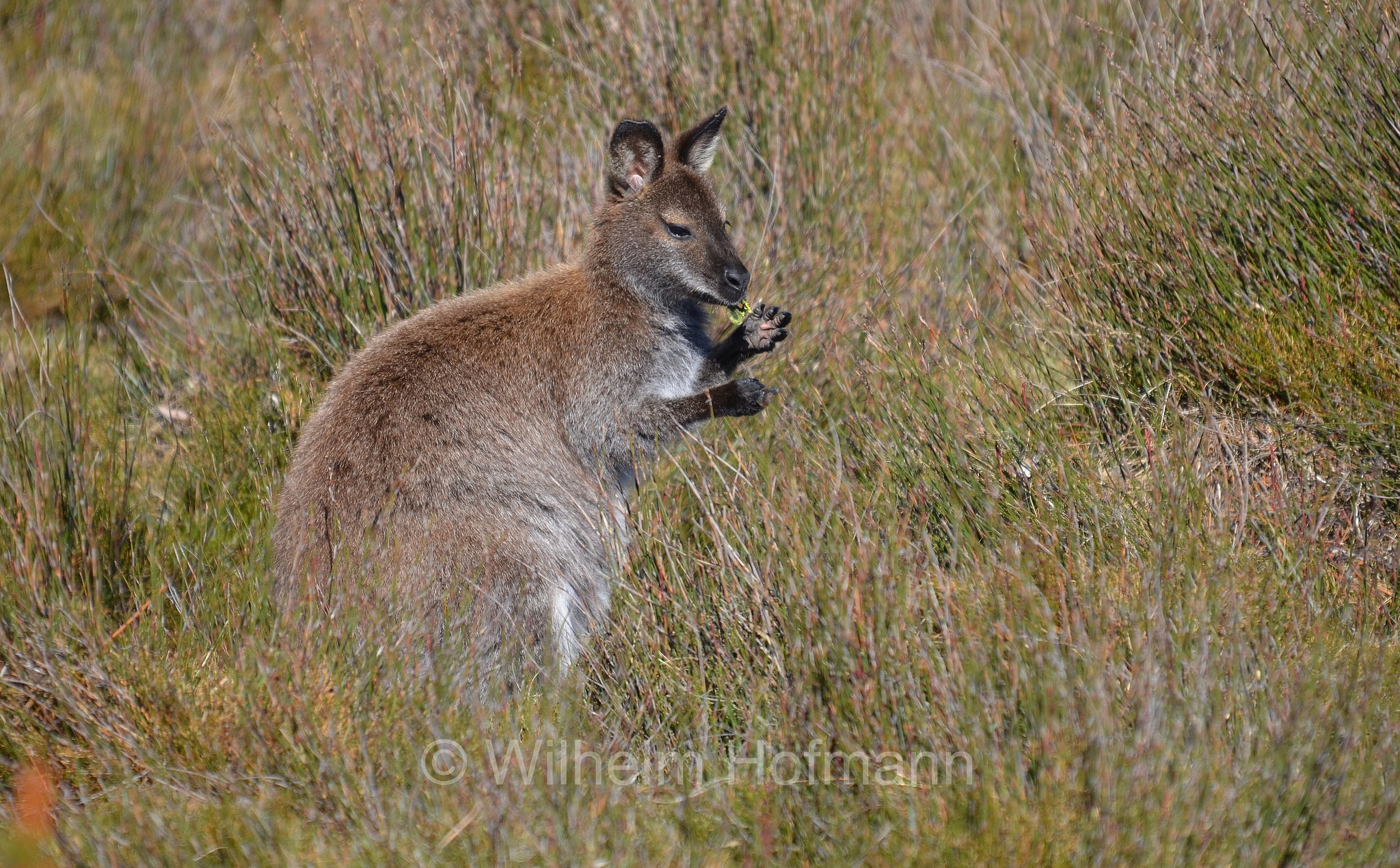 red-necked wallaby, Bennett's wallaby, Rotnackenwallaby, Bennett-Wallaby, Bennett-Känguru, wallaby dal collo rosso, wallaby di Bennet, Notamacropus rufogriseus, Cradle Mountain National Park, Cradle Mountain-Lake St Clair National Park, Cradle-Mountain-Lake-St.-Clair-Nationalpark, Parco nazionale del monte Cradle-lago St Clair, Tasmania, Tasmanien, Australia, Australien