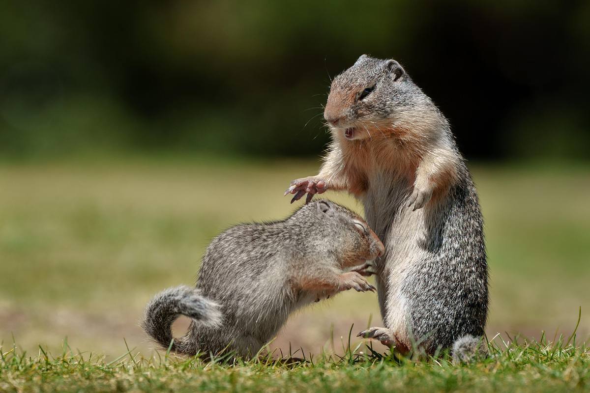 Mama columbian ground squirrel with her baby at Manning Park.