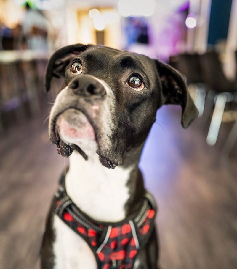 Let's Bark About It: June 2026 Dog Friendly Calgary