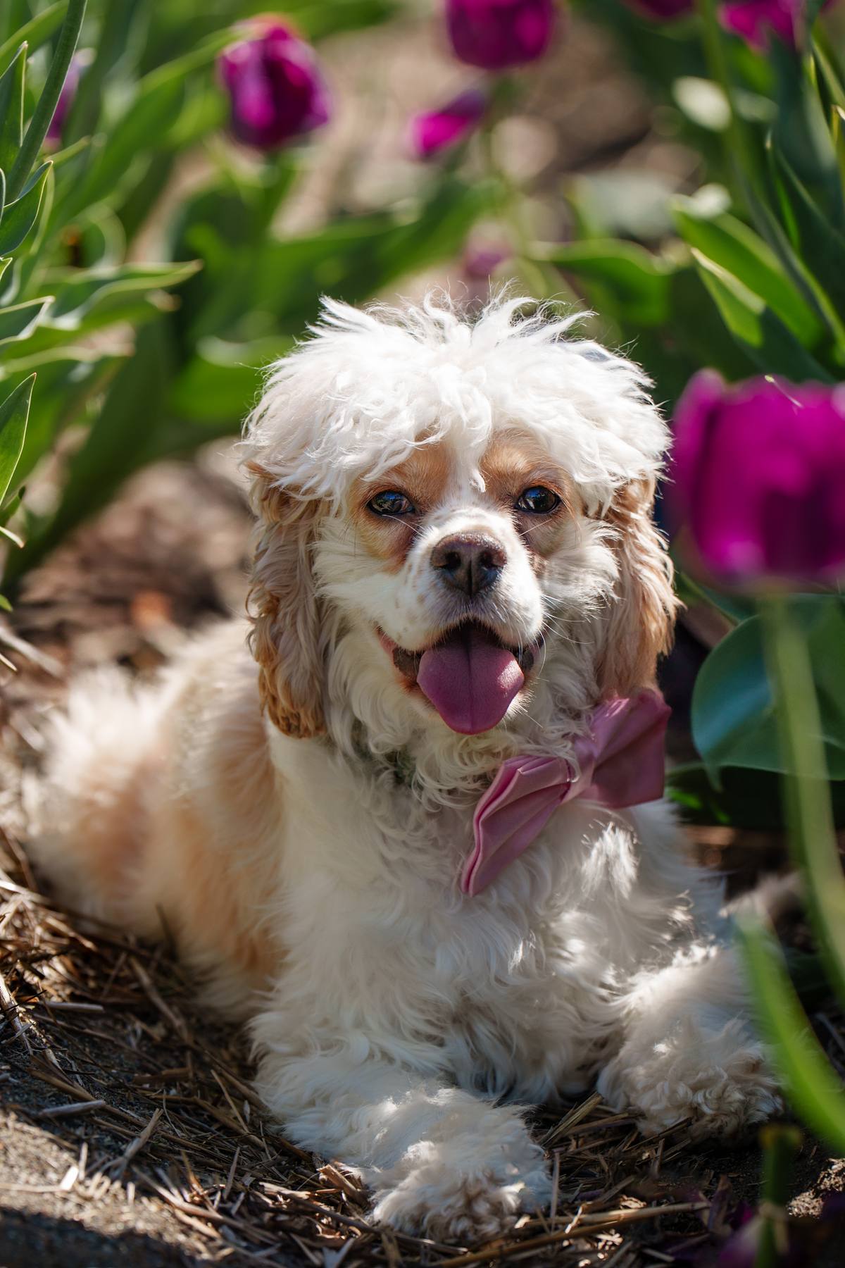 Cocker Spaniel in the flowers on a sunny day.