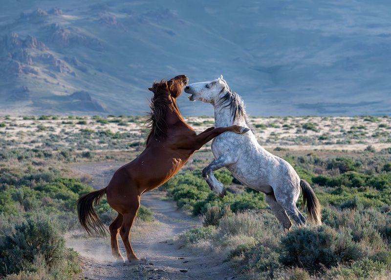 Mustangs