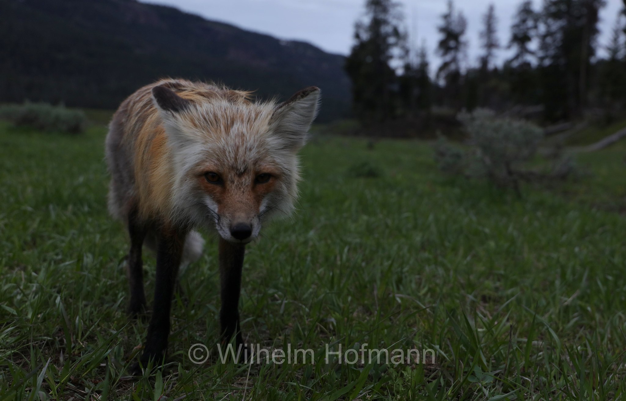 Vulpes vulpes, Canis vulpes, red fox, Rotfuchs, volpe rossa, Pebble Creek Campground, Lamar Valley, Yellowstone National Park, Yellowstone-Nationalpark﻿, parco nazionale di Yellowstone, Wyoming, USA
