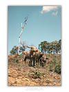 COLLECTION - GIANTS OF THE LAND VERTICAL - "Buffalo Sky" - LIMITED EDITION 10 of 10
