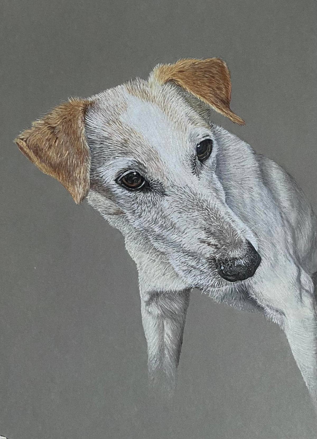 Jack Russell Pet Portrait