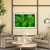 THE ONE - WILDLIFE & NATURE - "All Fern" - LIMITED EDITION 5 of 5