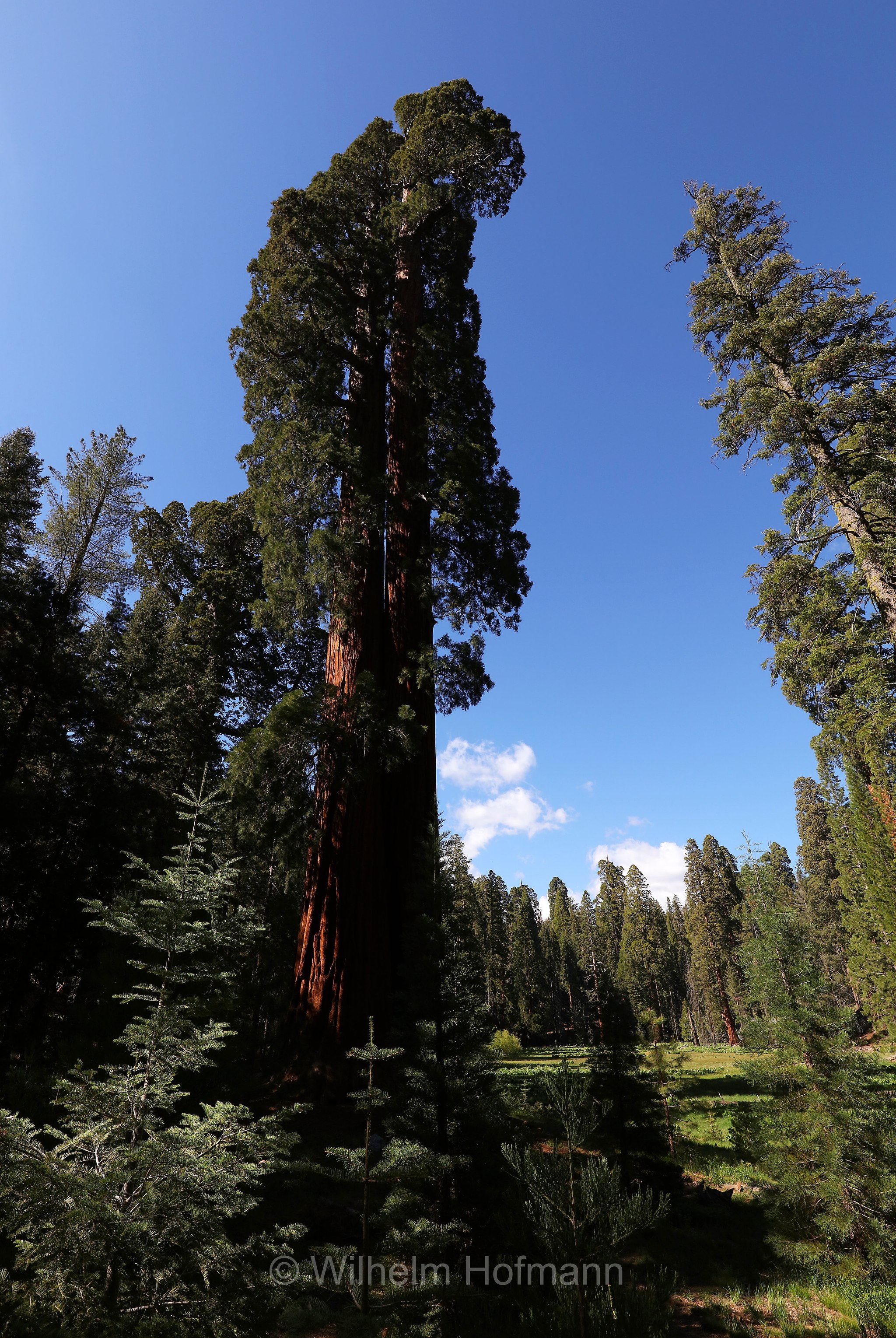 Round Meadow, Big Trees Trail, Sequoia National Park, Sequoia-Nationalpark, Parco nazionale di Sequoia, California, Kalifornien, USA