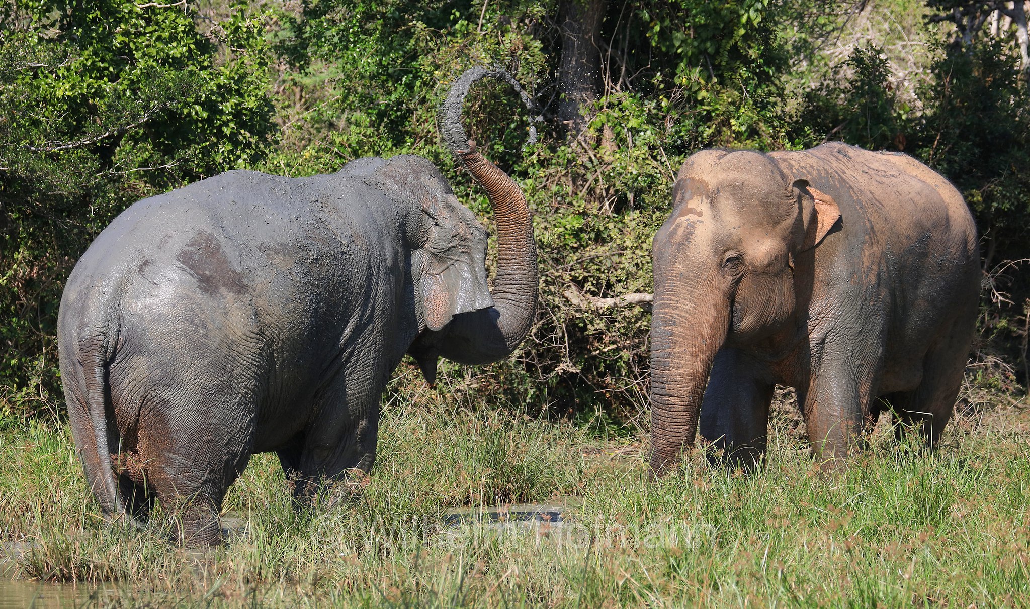 Sri Lankan elephant, Sri-Lanka-Elefant, Ceylon-Elefant, elefante dello Sri Lanka, Elephas maximus maximus, Sri Lanka, Bundala National Park, Bundala Nationalpark, Parco nazionale Bundala