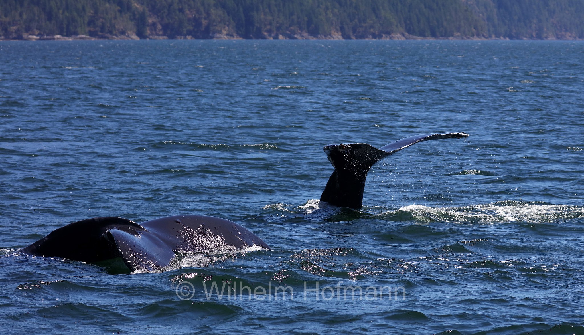 Megaptera novaeangliae, humpback whale, Buckelwal, megattera, Discovery Passage, Discovery-Passage, British Columbia, Columbia Britannica, Canada, Kanada