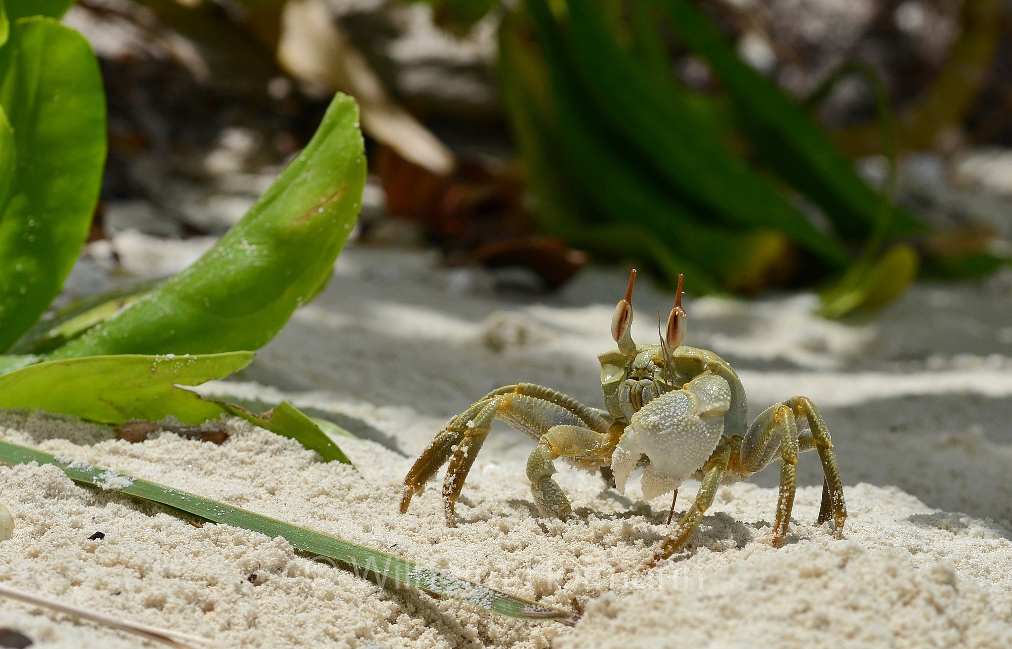 horned ghost crab, horn-eyed ghost crab, Gehörnte Geisterkrabbe, Hornaugen-Sandkrabbe, Indopazifische Reiterkrabbe, granchio fantasma dai cornuti, granchio dagli occhi cornuti, Ocypode ceratophthalmus, Malediven, Maldives, Maledive, fihalhohi island resort