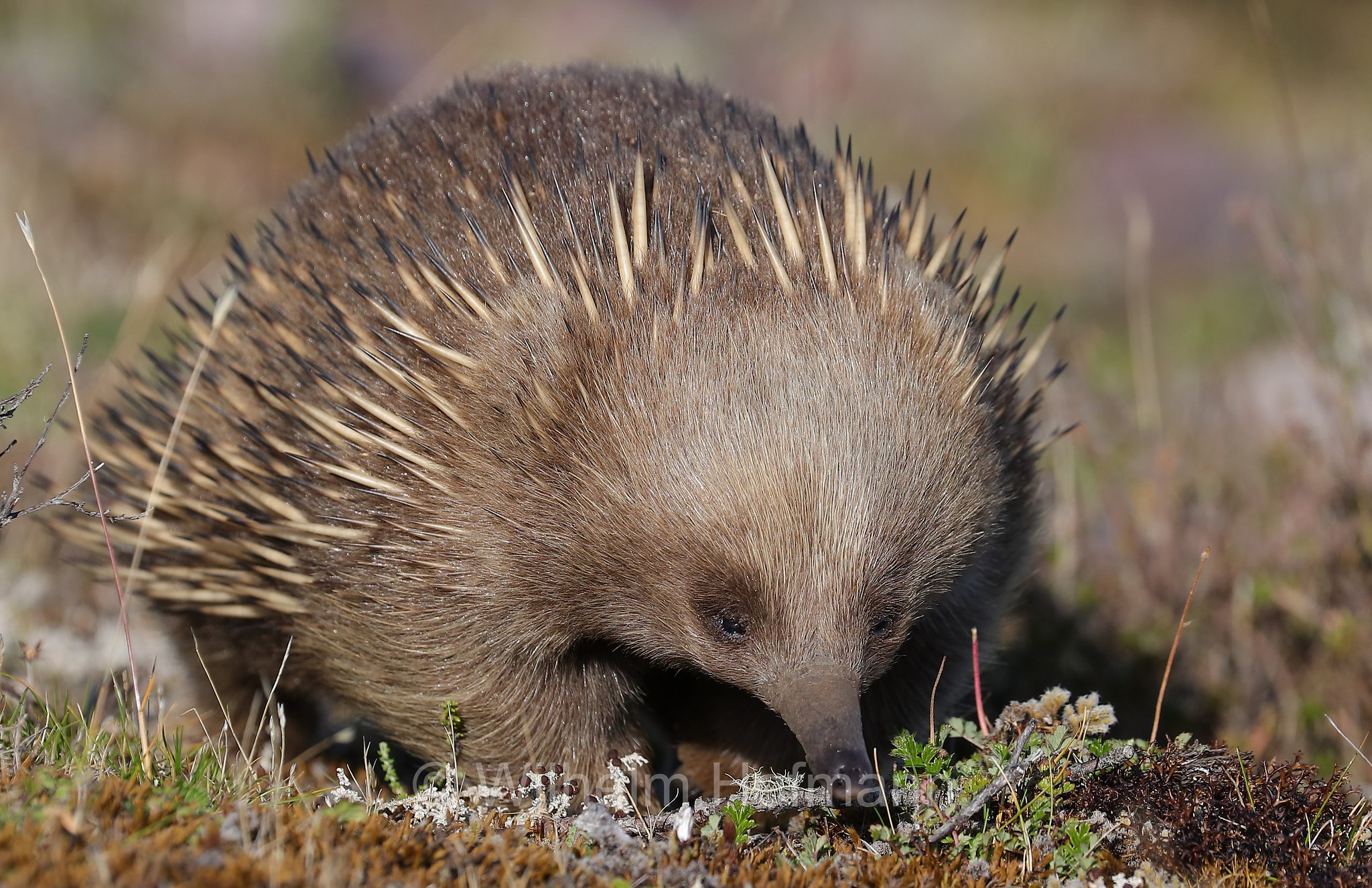 short-beaked echidna, common echidna, short-nosed echidna, Kurzschnabeligel, Kurzschnabel-Ameisenigel, echidna istrice, echidna dal becco corto, Tachyglossus aculeatus, Vale of Belvoir Conservation Area, Tasmania, Tasmanien, Australia, Australien
