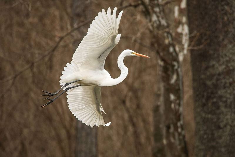 Beginner’s Guide to Wildlife Photography
