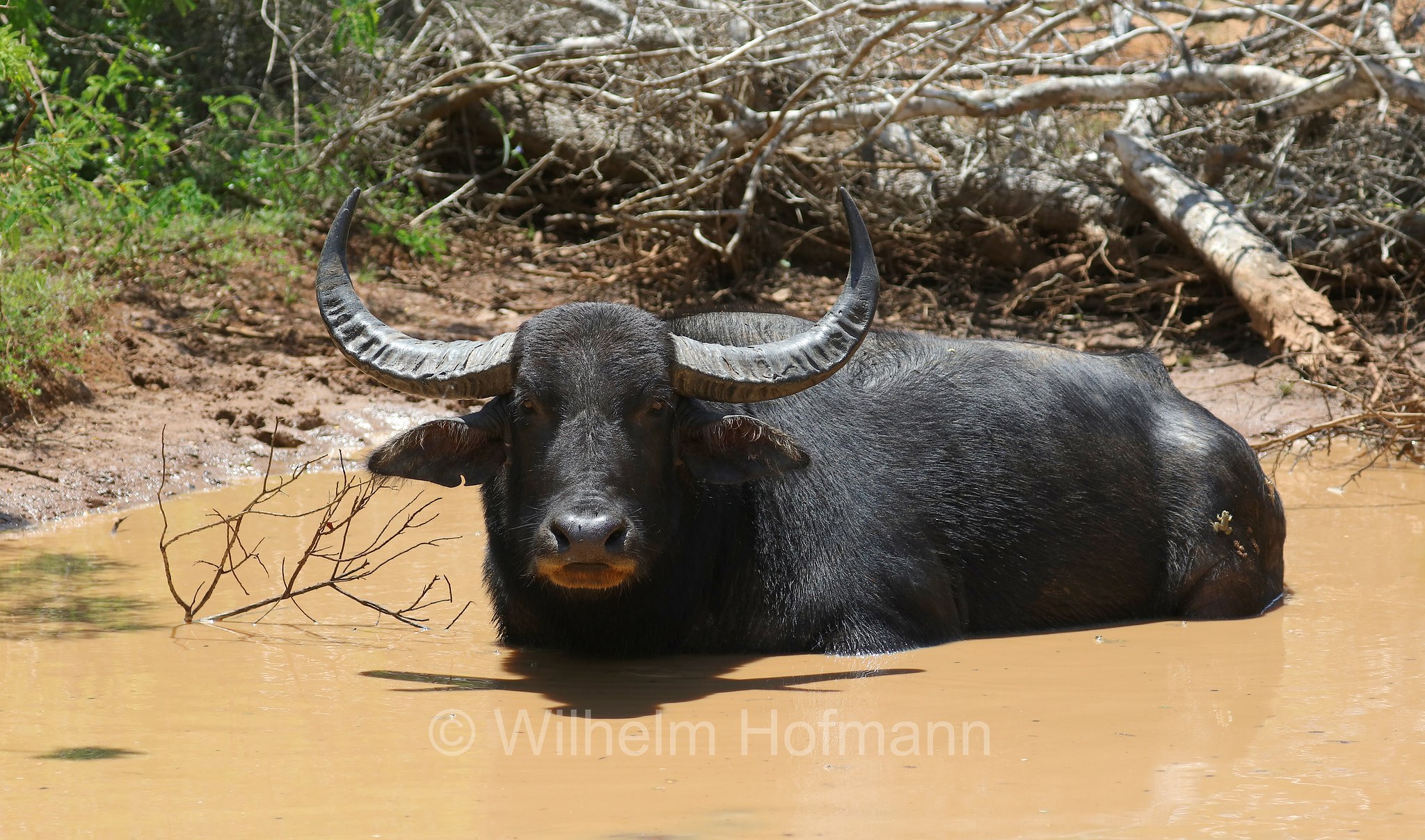 wild water buffalo, water buffalo, Asian buffalo, Asiatic buffalo, Wasserbüffel, Arni, bufalo d'acqua selvatico, bufalo asiatico, bufalo asiatico selvatico, Bubalus arnee, Sri Lanka, Yala National Park, Yala Nationalpark, Parco nazionale di Yala