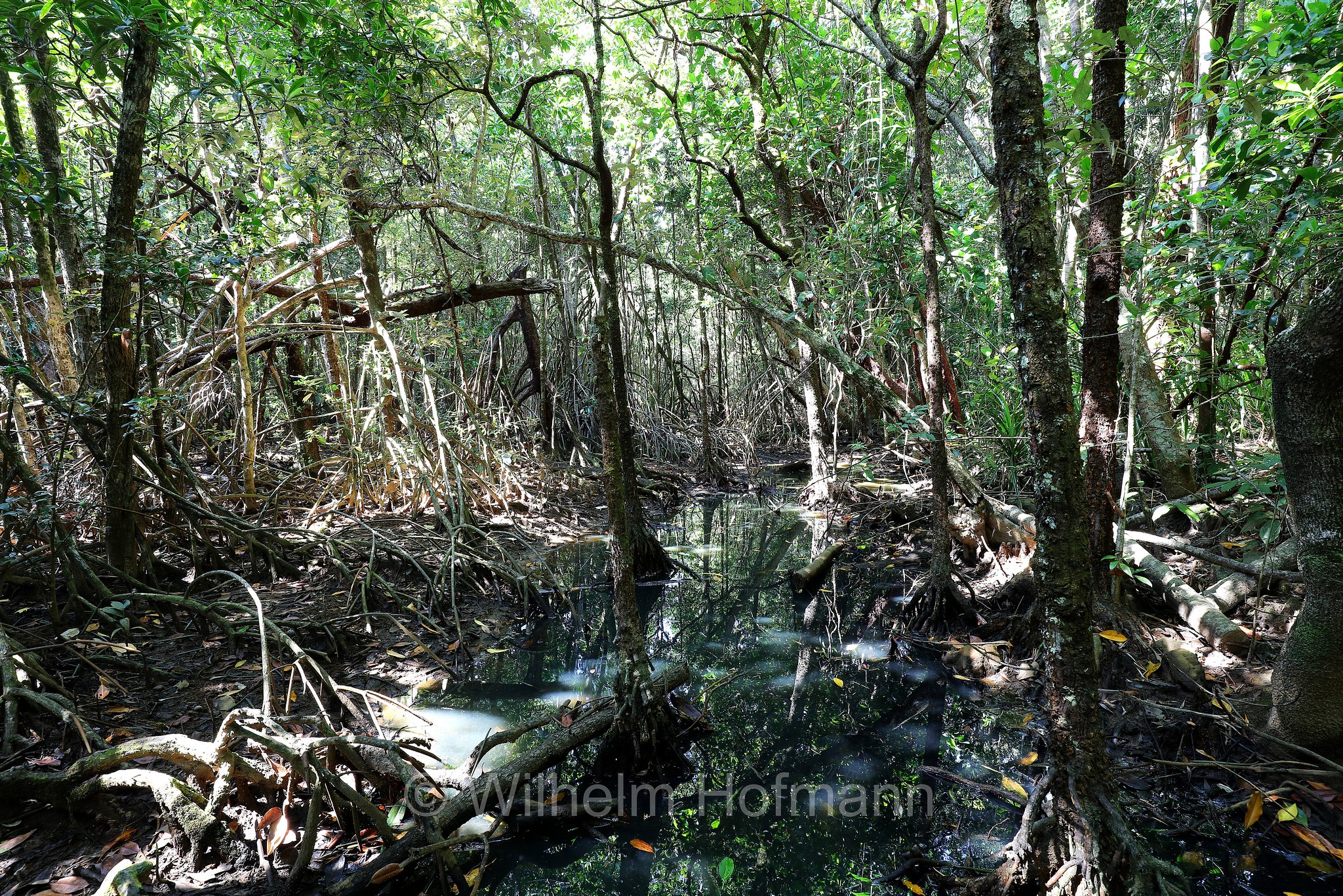 Mangroves, Dubuji Boardwalk, Cape Tribulation, Daintree National Park, Daintree-Nationalpark, Parco nazionale Daintree, Queensland, Australia, Australien