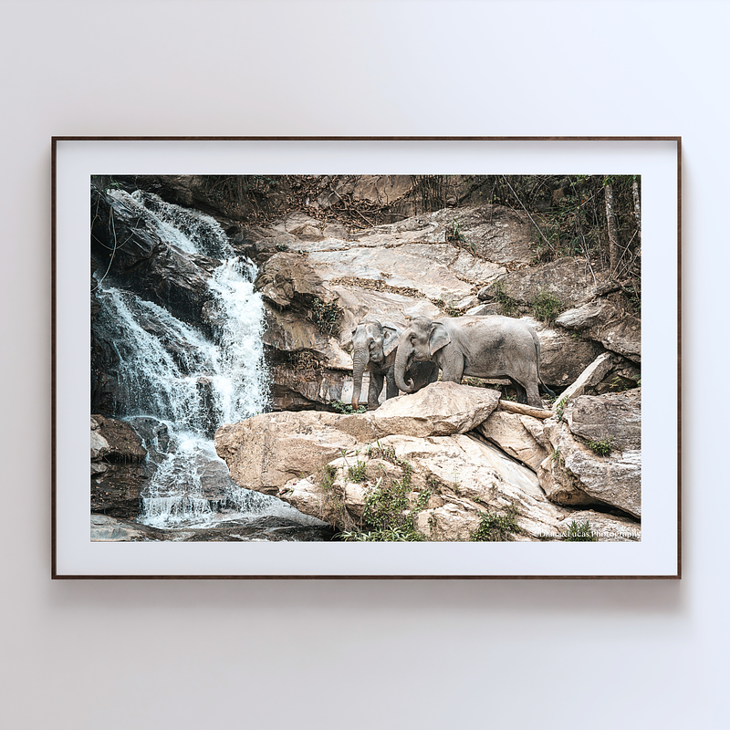 THE ONE - WILDLIFE & NATURE - "Their Waterfall" - LIMITED EDITION 5 of 5