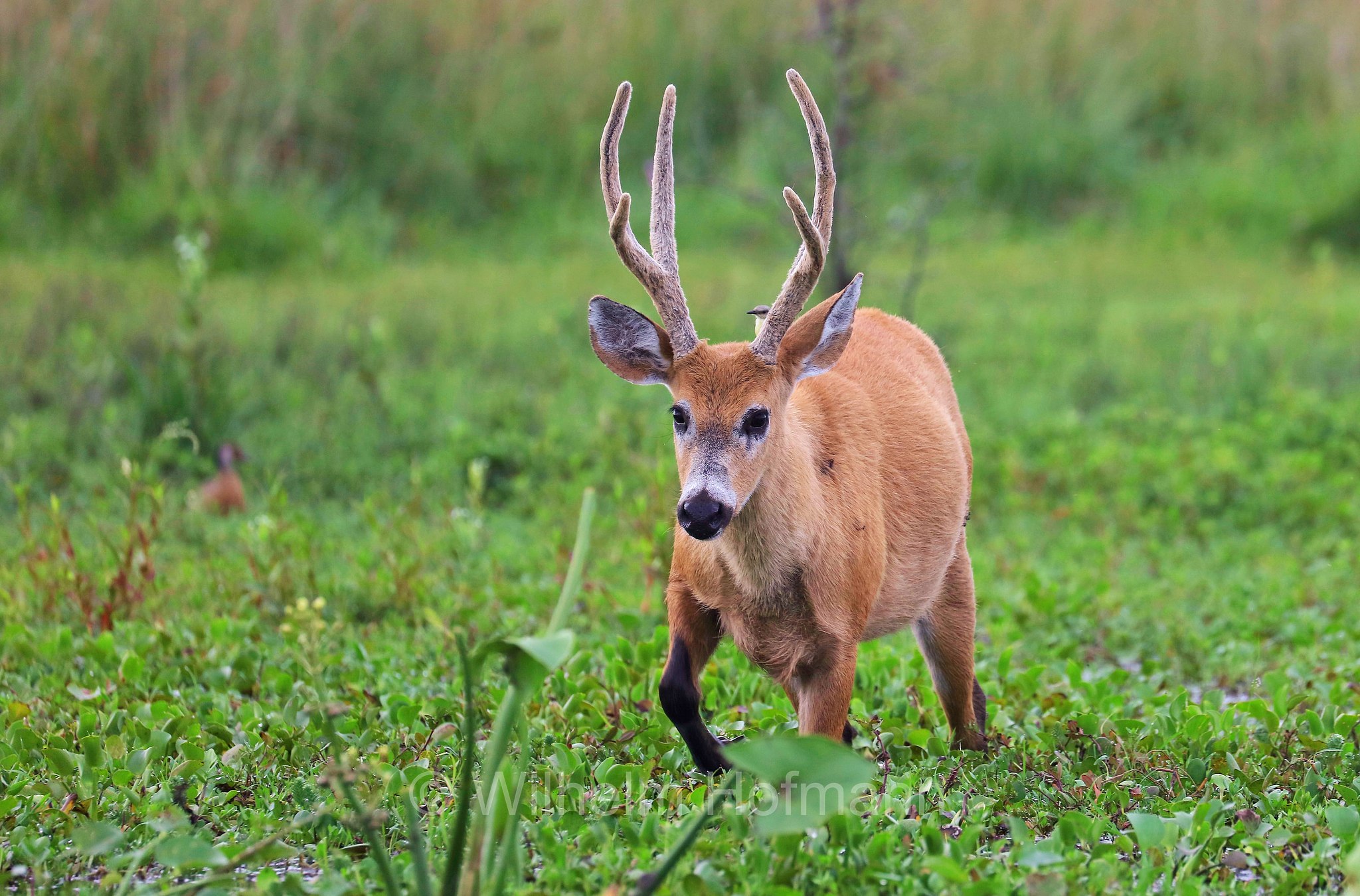 marsh deer, Sumpfhirsch, cervo delle paludi, Blastocerus dichotomus, Iberá Wetlands, Esteros del Iberá, Corrientes, Argentina, Argentinien