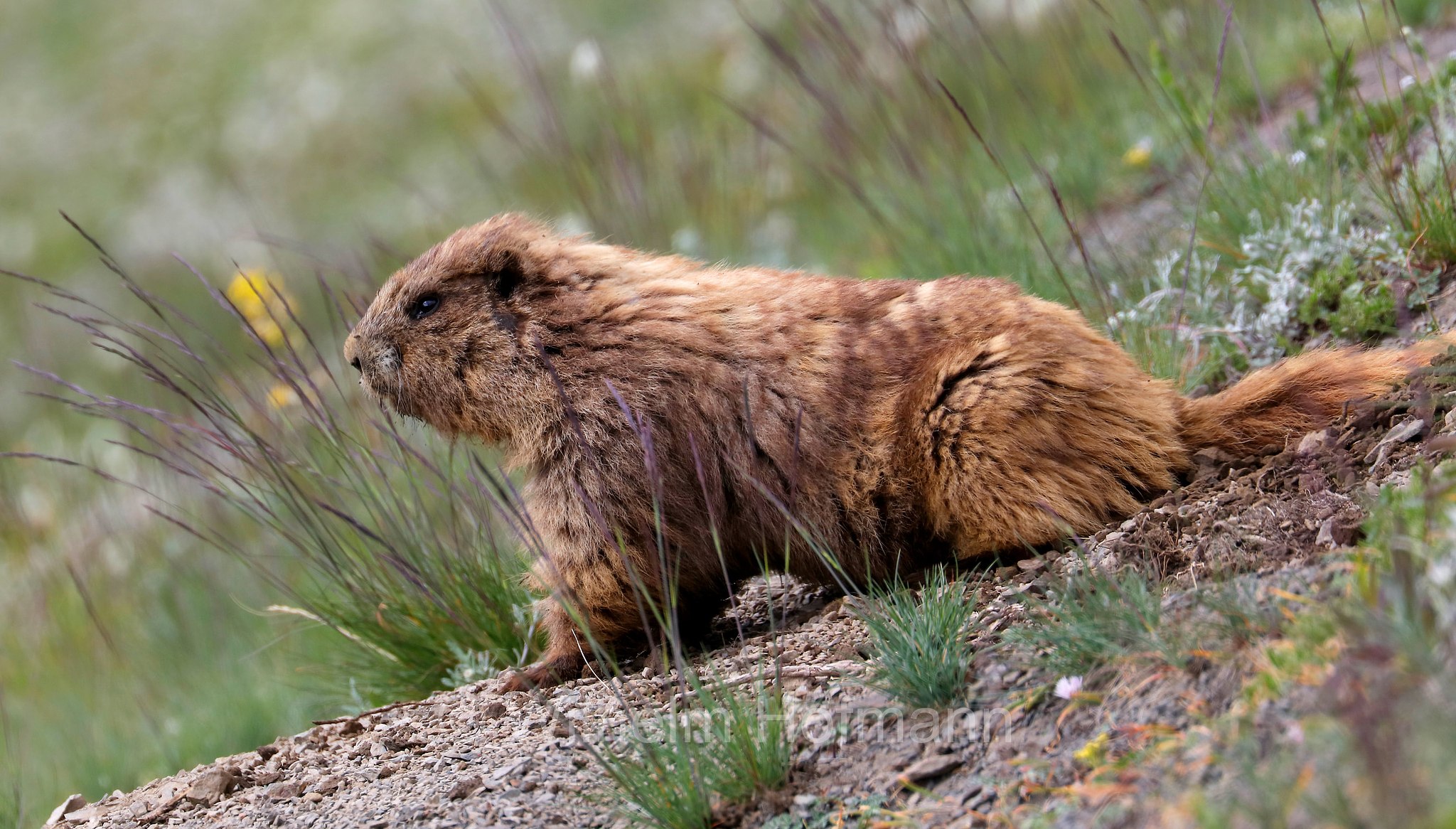 Marmota olympus, Olympic marmot, Olympisches Murmeltier, marmotta olimpica, Hurricane Ridge, Olympic National Park, Olympic-Nationalpark, Olympic-Nationalpark, Washington, USA