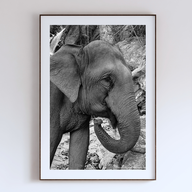 COLLECTION - GIANTS OF THE LAND VERTICAL - "Beauty" - LIMITED EDITION 10 of 10