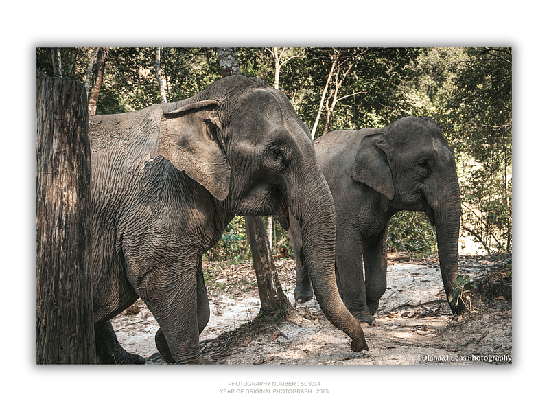 COLLECTION - GIANTS OF THE LAND HORIZONTAL - "Side by Side" - LIMITED EDITION 10 of 10