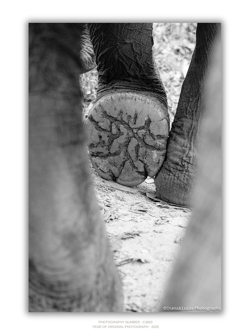 COLLECTION - GIANTS OF THE LAND VERTICAL - "What Carries Her" - LIMITED EDITION 10 of 10