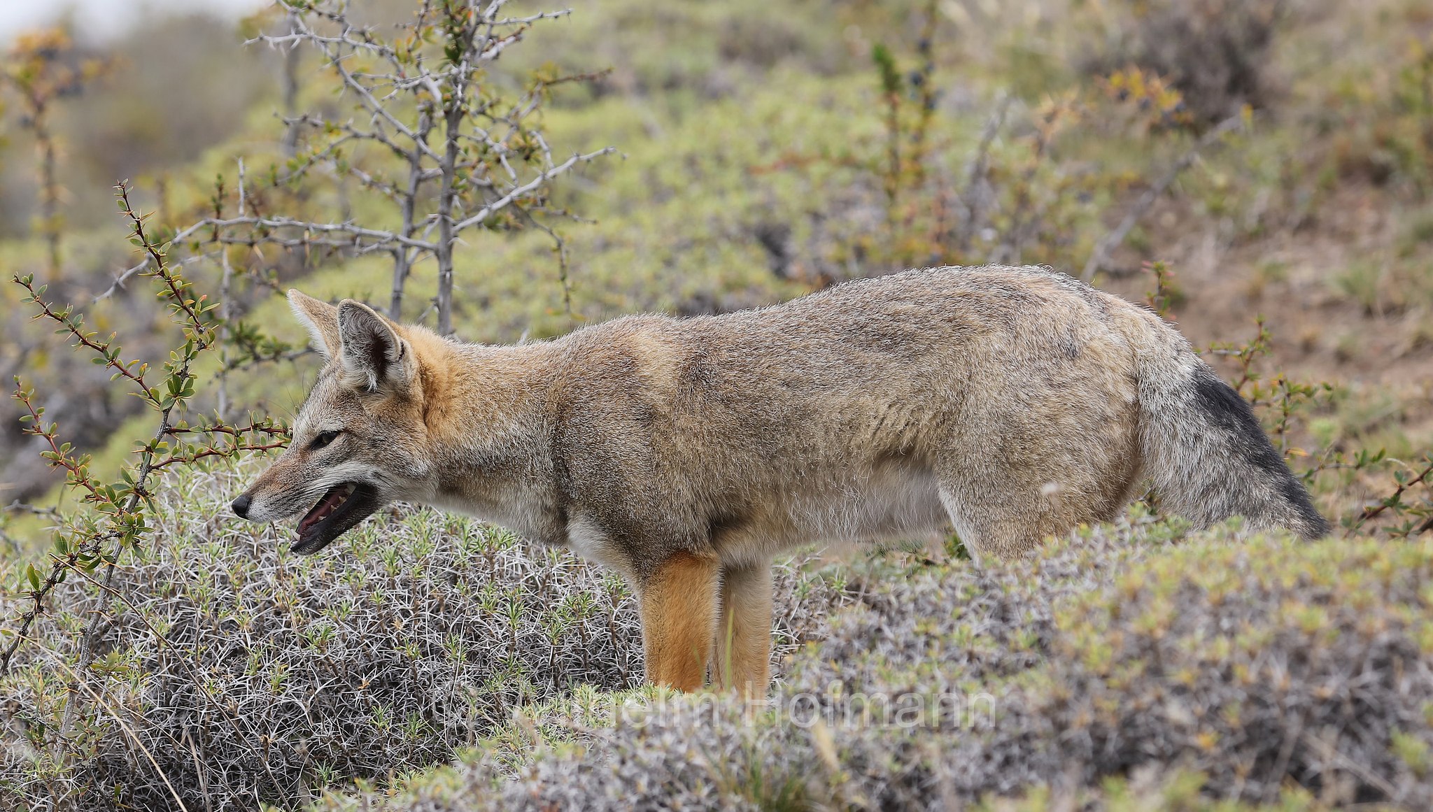 South American gray fox, South American grey fox, Patagonian fox, chilla, zorro gris, Argentinischer Kampfuchs, Patagonischer Fuchs, Grauer Andenfuchs, Chilla, chilla, volpe grigia sudamericana, volpe grigia argentina, Lycalopex griseus, Torres del Paine National Park, Patagonia, Patagonien, Chile, Cile
