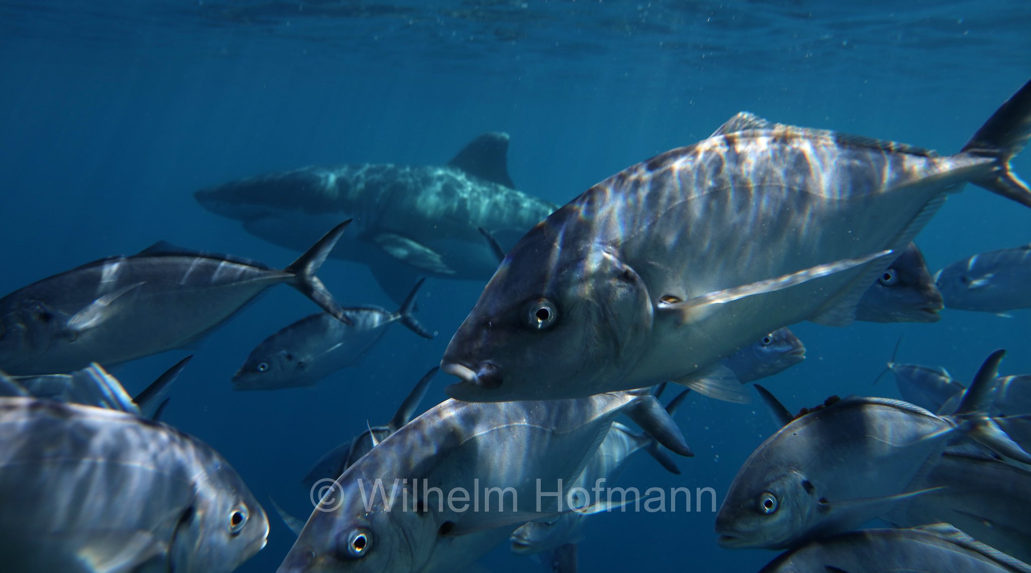 great white shark, great white, white shark, white pointer, Weißer Hai, Weißhai, Menschenhai, grande squalo bianco, carcarodonte, squalo bianco, Carcharodon carcharias, Neptune Islands, South Australia, Südaustralien, Australia Meridionale, Australia, Australien