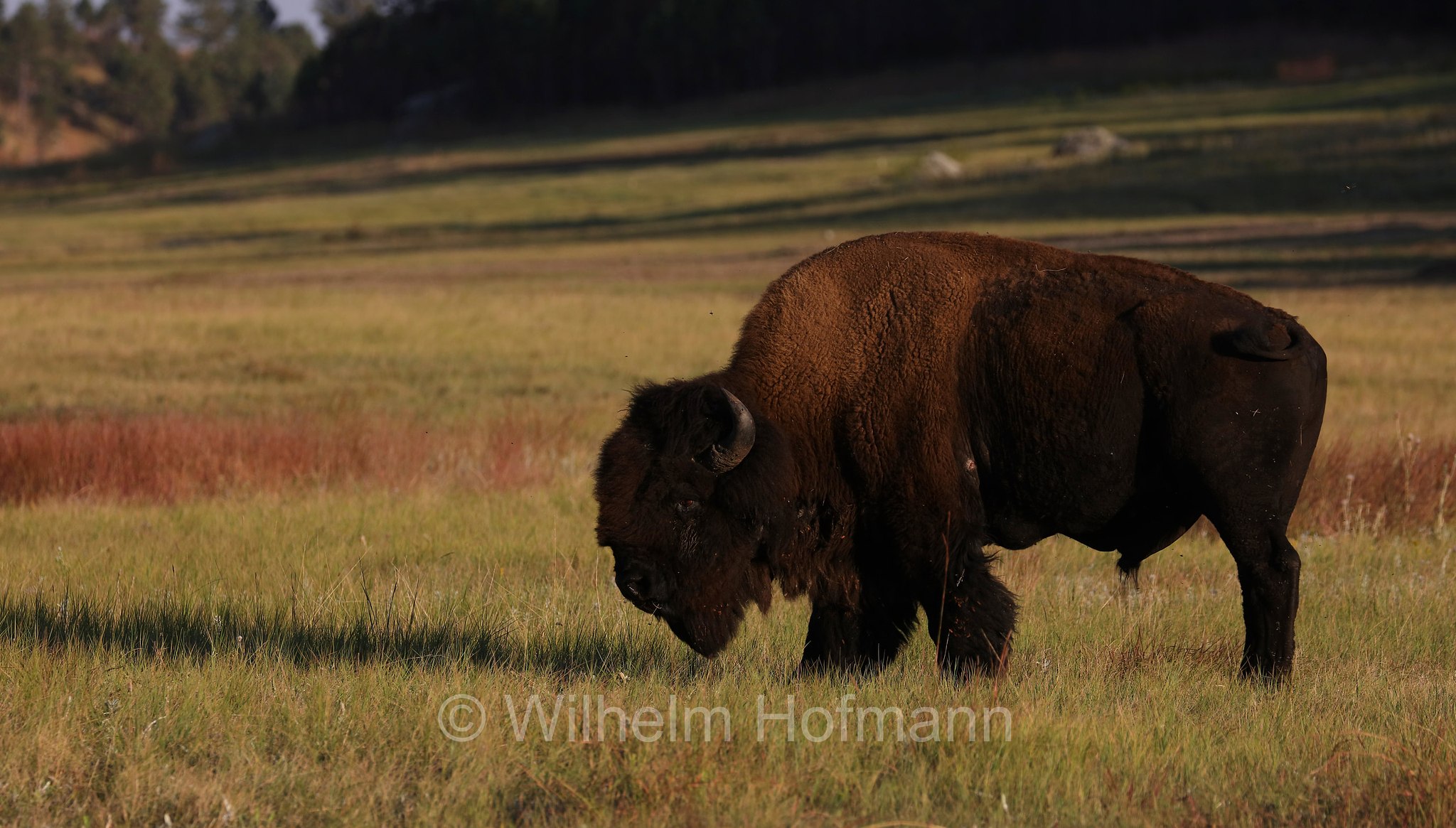 Plains bison, Präriebison, bisonte delle pianure, Bison bison bison, Wind Cave National Park, Wind-Cave-Nationalpark, Parco nazionale di Wind Cave, South Dakota, Dakota del Sud, USA