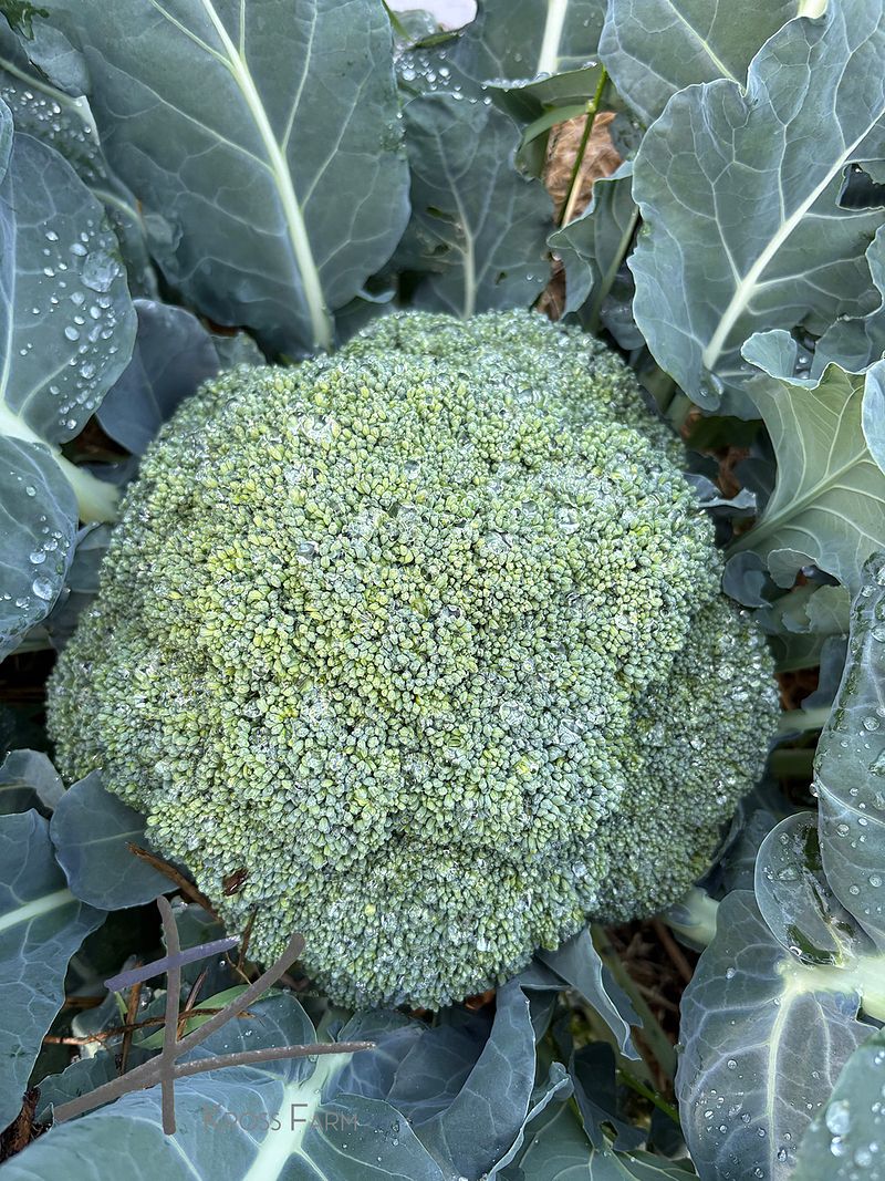 How to grow broccoli | Kross Farm