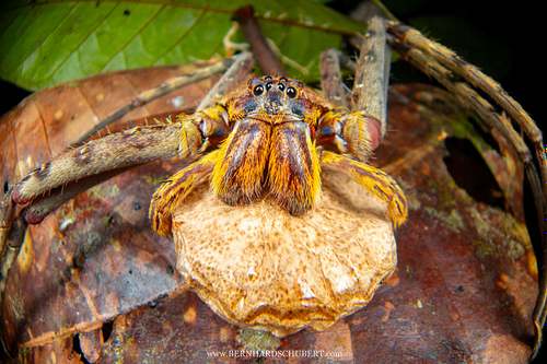Heteropoda boiei – Flechten-Riesenkrabbenspinne mit Eiersack