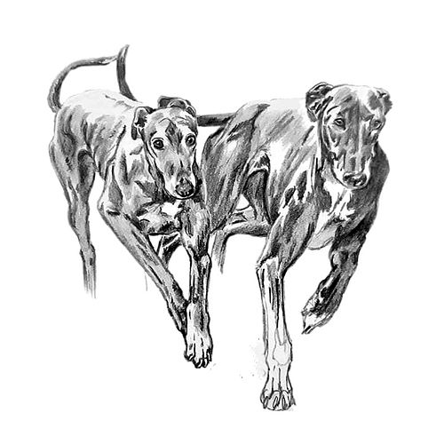 Black and white pencil drawing of two Galgo Español dogs running side by side, seen from a frontal angle