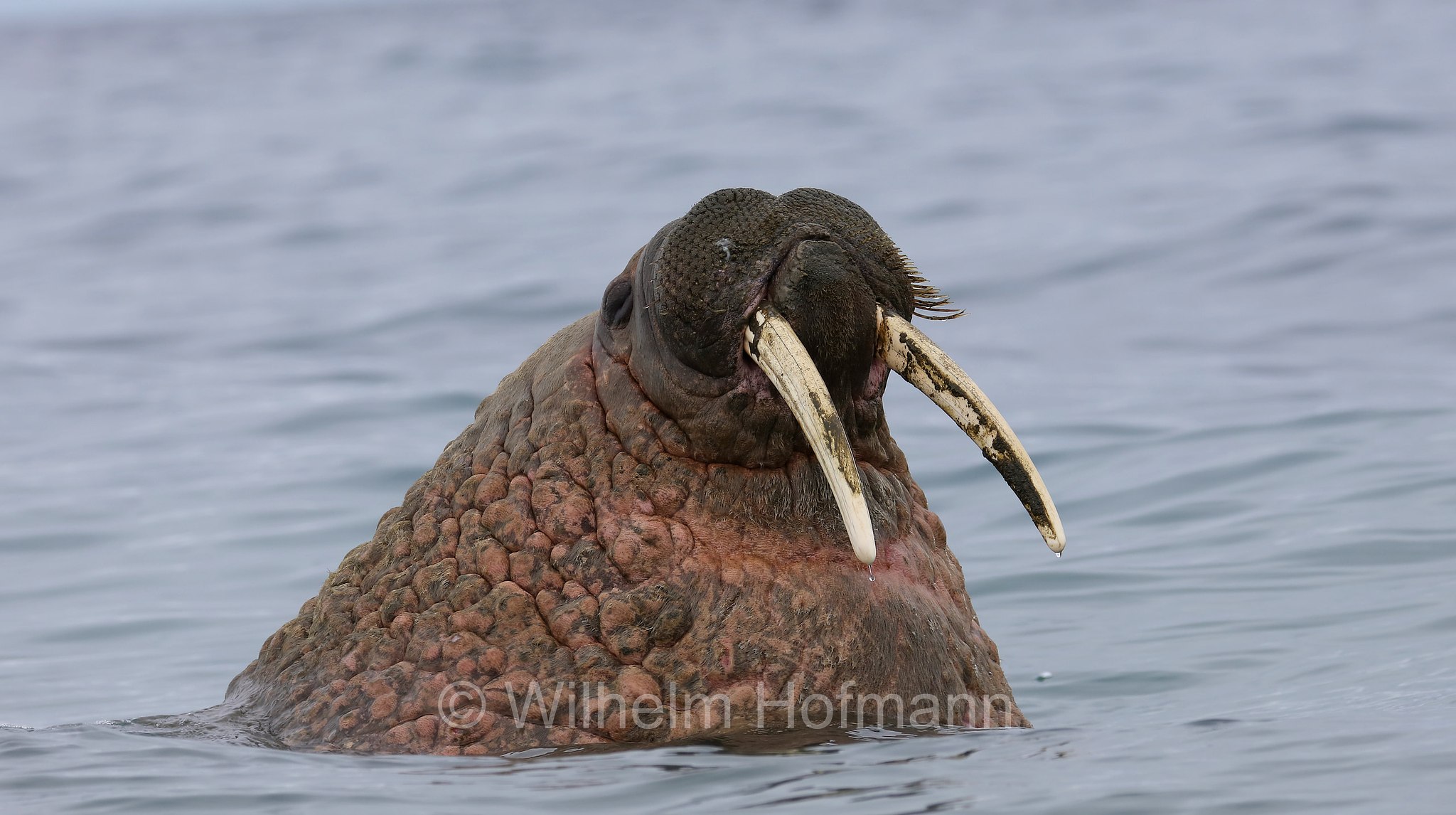 Odobenus rosmarus rosmarus, Atlantic walrus, Atlantisches Walross, tricheco dell'Atlantico, Forlandet National Park, Forlandet-Nationalpark, parco nazionale Forlandet, Prins Karls Forland, Prinz-Karl-Vorland, Svalbard, Spitzbergen, Norway, Norwegen, Norvegia