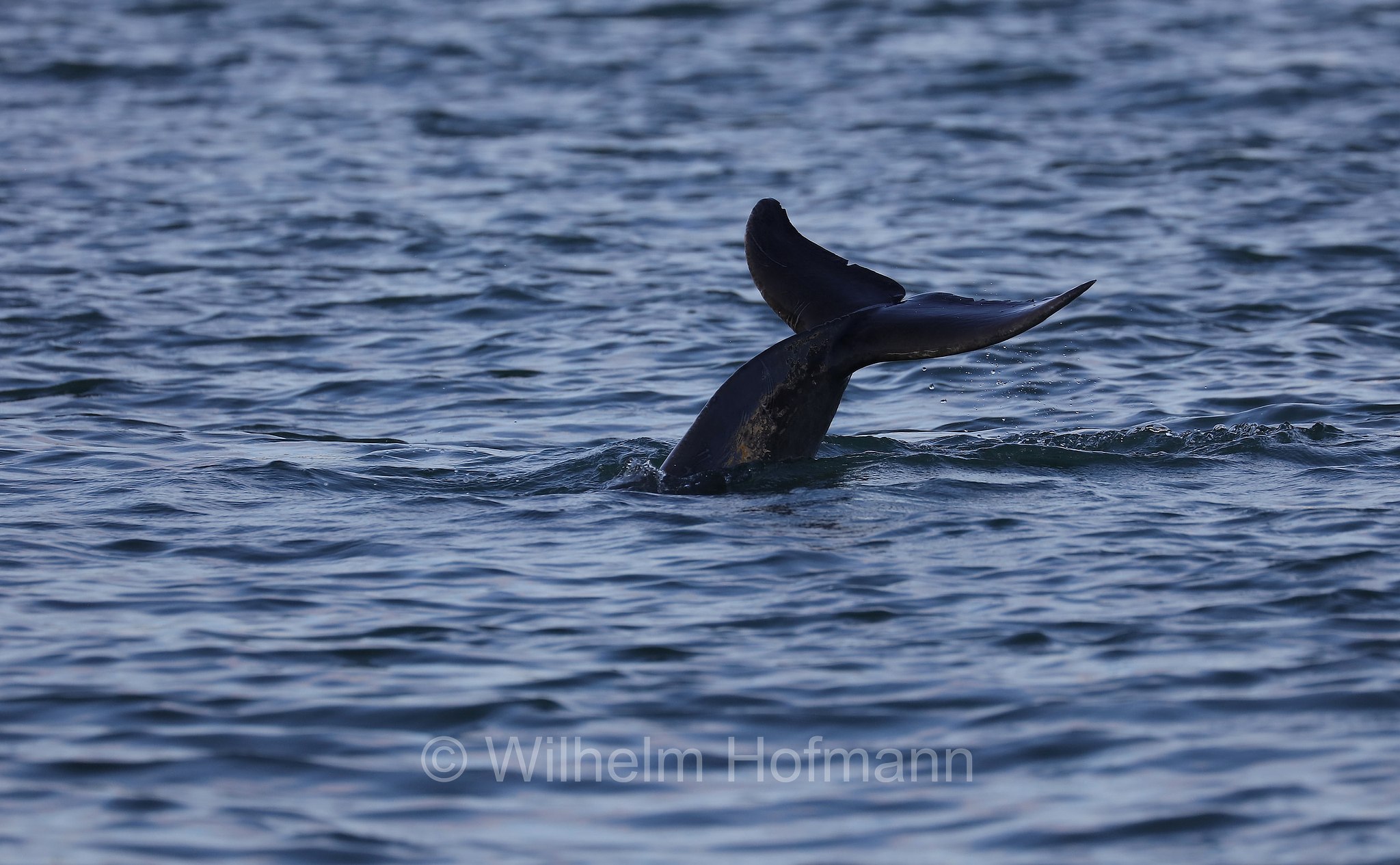 Tursiops truncatus, common bottlenose dolphin, Atlantic bottlenose dolphin, Großer Tümmler, Gewöhnlicher Großer Tümmler, tursìope comune, John's Pass, Florida, USA