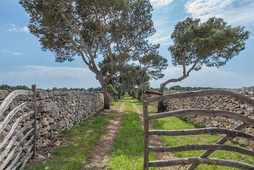 Allée bordée de pins parasols et murs en pierre sèche dans une finca d’agrotourisme à Santa Ponça, Minorque. Photographie par Nicolas Karadimos.