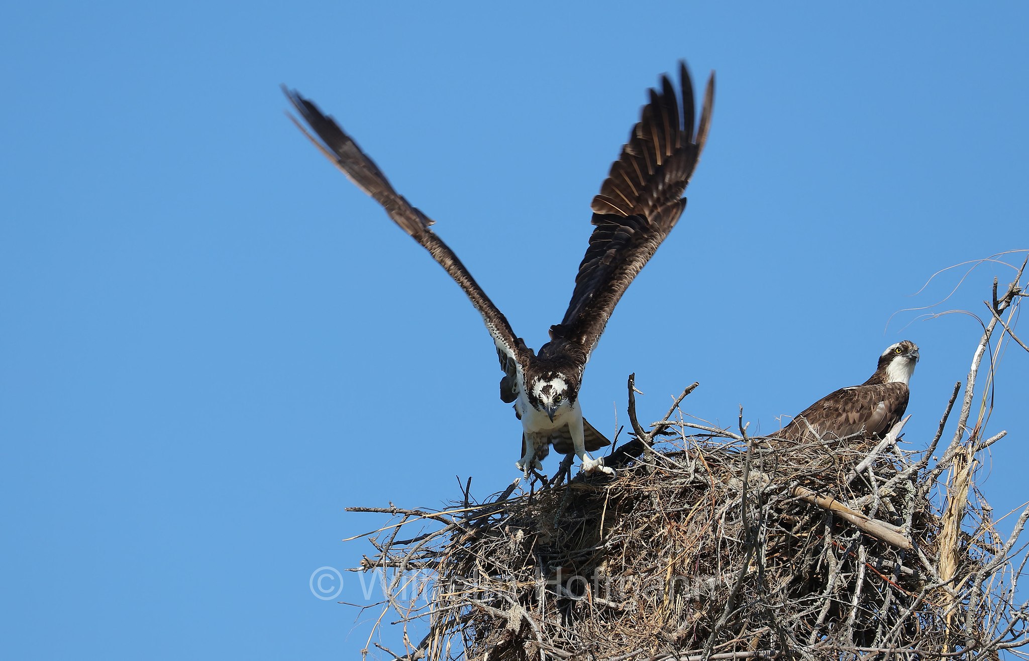 Pandion haliaetus carolinensis, American osprey, North American osprey, Carolina-Fischadler, falco pescatore, North Beach, Fort DeSoto Park, Florida, USA