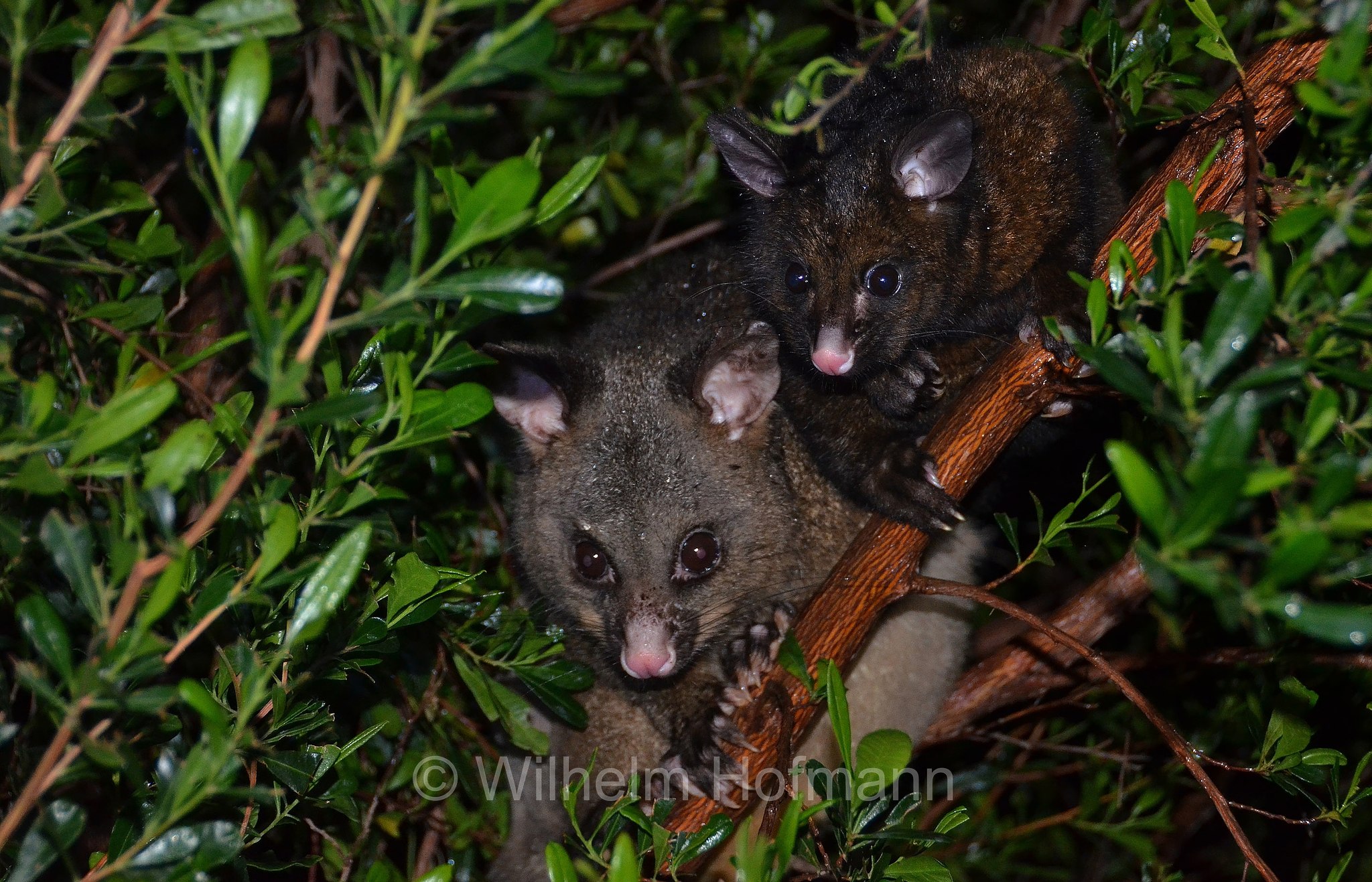 common brushtail possum, Fuchskusu, tricosuro volpino, Trichosurus vulpecula, Freycinet National Park, Freycinet-Nationalpark, parco nazionale Freycinet, Tasmania, Tasmanien, Australia, Austalien