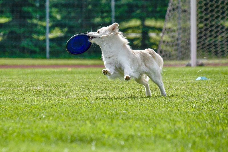 KOERTE FRISBI VÕISTLUS 2026